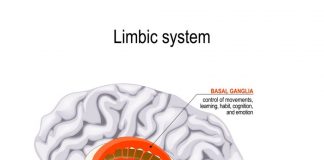 Hormony szczęścia kontra kortyzol – jak chroniczny stres wpływa na równowagę biochemiczną organizmu Długotrwały stres podnosi kortyzol, zaburzając produkcję serotoniny i dopaminy w mózgu