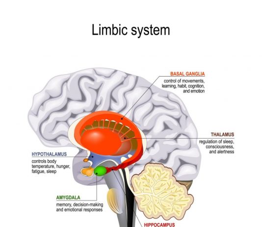 Hormony szczęścia kontra kortyzol – jak chroniczny stres wpływa na równowagę biochemiczną organizmu Długotrwały stres podnosi kortyzol, zaburzając produkcję serotoniny i dopaminy w mózgu