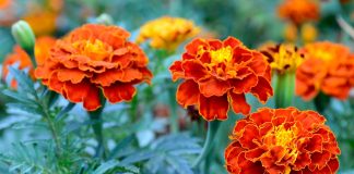 Nalewka z nagietka – naturalny ratunek dla delikatnej cery naczynkowej Naturalny ekstrakt z kwiatów nagietka łagodzi zaczerwienienia i wzmacnia kruche naczynka krwionośne