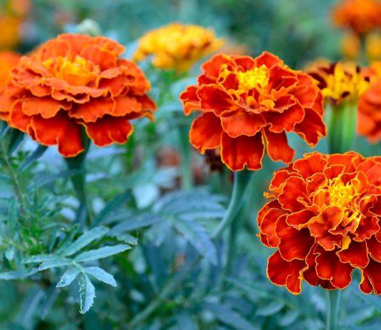 Nalewka z nagietka – naturalny ratunek dla delikatnej cery naczynkowej Naturalny ekstrakt z kwiatów nagietka łagodzi zaczerwienienia i wzmacnia kruche naczynka krwionośne