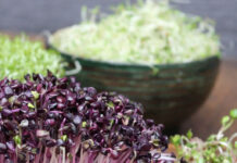 Kiełki rzodkiewki i brokułu: domowa hodowla oraz skryte w nich wartości odżywcze Kiełki rzodkiewki i brokułu