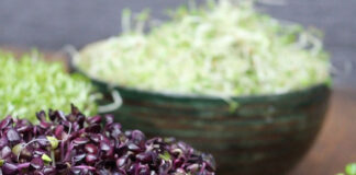 Kiełki rzodkiewki i brokułu: domowa hodowla oraz skryte w nich wartości odżywcze Kiełki rzodkiewki i brokułu