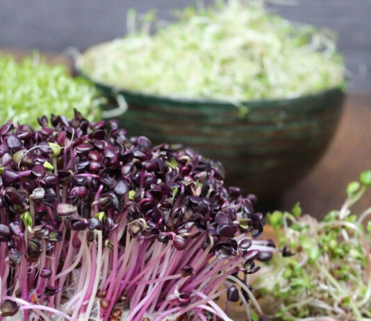 Kiełki rzodkiewki i brokułu: domowa hodowla oraz skryte w nich wartości odżywcze Kiełki rzodkiewki i brokułu