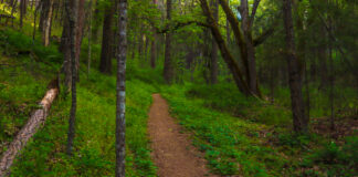 Spacery w lesie jako naturalna terapia wzmacniająca odporność organizmu Spacery w lesie zwiększają aktywność komórek NK oraz poziom limfocytów we krwi