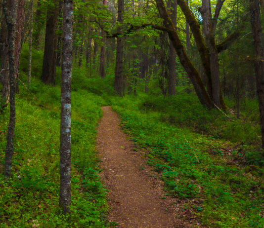 Spacery w lesie jako naturalna terapia wzmacniająca odporność organizmu Spacery w lesie zwiększają aktywność komórek NK oraz poziom limfocytów we krwi