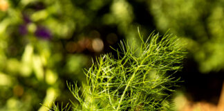 Mięta, koper, rumianek – 7 ziół, które uspokajają żołądek i przywracają komfort trawienia Mięta, koper, rumianek