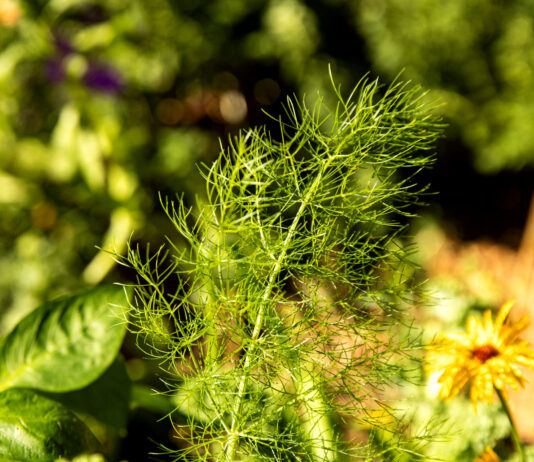 Mięta, koper, rumianek – 7 ziół, które uspokajają żołądek i przywracają komfort trawienia Mięta, koper, rumianek