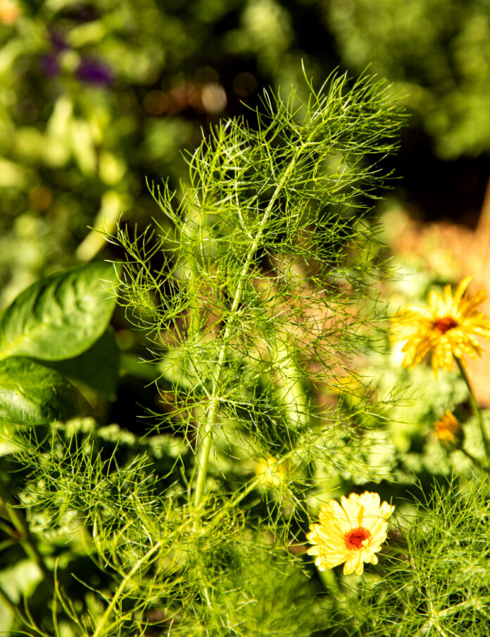 Mięta, koper, rumianek