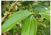 Liście laurowe na trawienie, sen i odporność – jakie dolegliwości łagodzi aromatyczna przyprawa? dsc 20231120 napar trawienny 1768946756