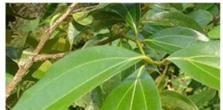 Liście laurowe na trawienie, sen i odporność – jakie dolegliwości łagodzi aromatyczna przyprawa? dsc 20231120 napar trawienny 1768946756