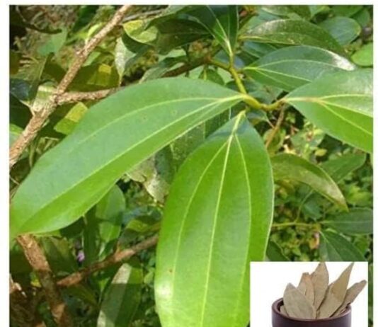 Liście laurowe na trawienie, sen i odporność – jakie dolegliwości łagodzi aromatyczna przyprawa? dsc 20231120 napar trawienny 1768946756