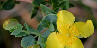 Dziurawiec – na co pomaga i które dolegliwości łagodzi najlepiej? Żółte kwiaty dziurawca gęsto rosnące na zielonej łące w słońcu