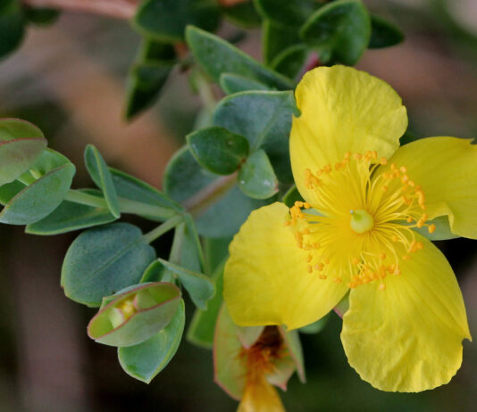 Dziurawiec – na co pomaga i które dolegliwości łagodzi najlepiej? Żółte kwiaty dziurawca gęsto rosnące na zielonej łące w słońcu