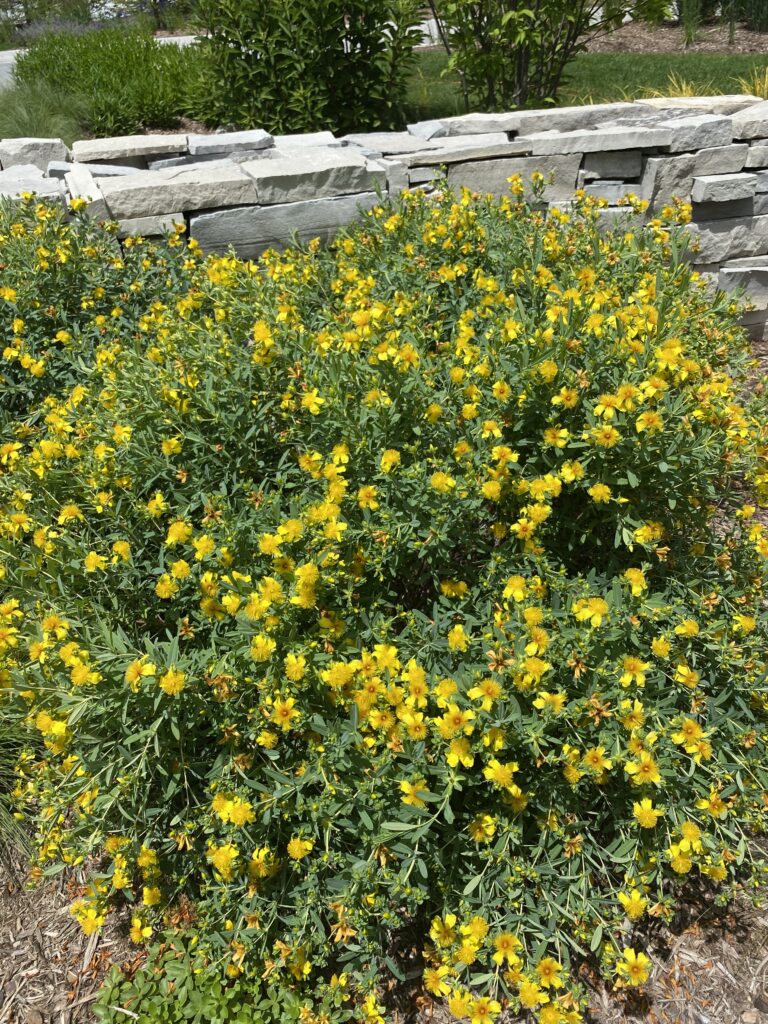 Grafika schematu działania dziurawca na układ nerwowy i serotoninę