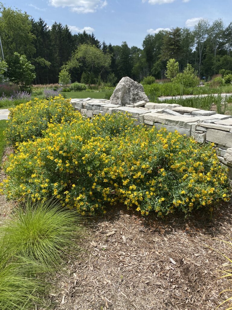 Osoba relaksująca się pijąc herbatę z dziurawca w słonecznym pokoju