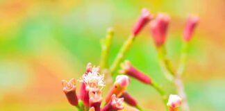 Ssanie goździków w ustach – naturalna metoda na ból zęba, nieświeży oddech i infekcje mezczyzna ssie gozdzik na bol gardla 1771200744