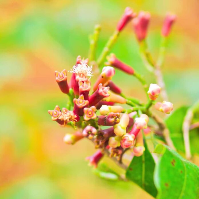 mezczyzna ssie gozdzik na bol gardla 1771200744