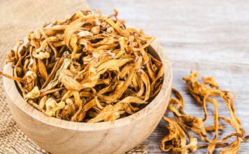 Cordyceps militaris: związki bioaktywne i ich wpływ na organizm cm 73a cordyceps militaris culture