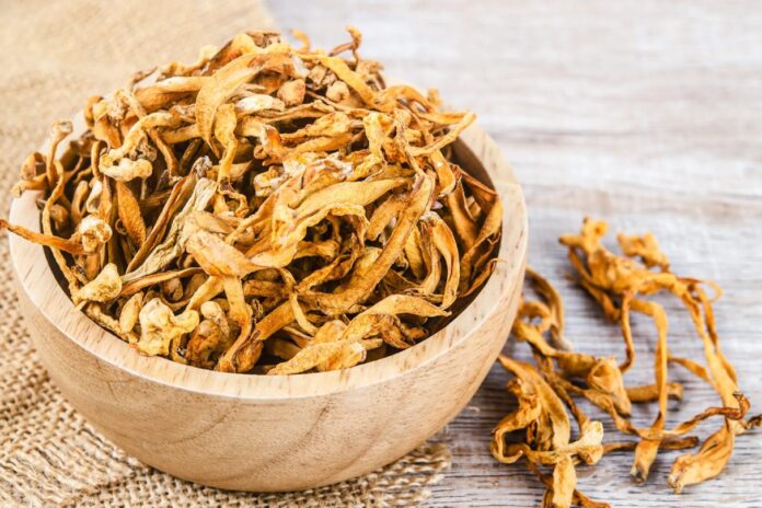 cm 73a cordyceps militaris culture cm 73a cordyceps militaris culture