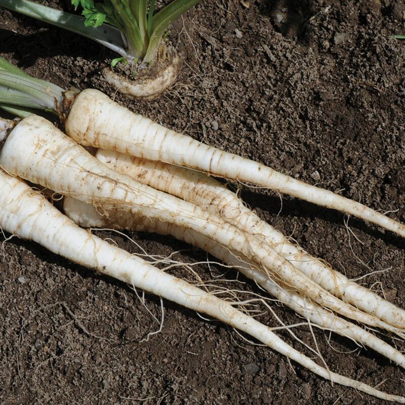 Naturalne składniki codziennego menu Korzeń pietruszki w zbliżeniu, z jasnym miąższem i włóknistą strukturą